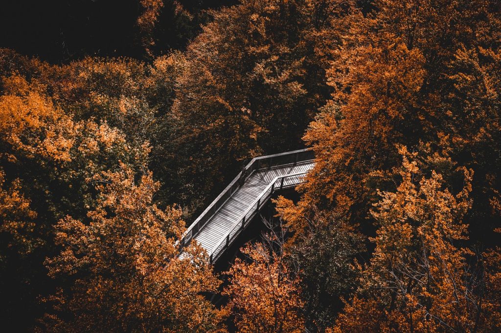 An aerial view of a path and bridge winding through a deciduous forest with autumn foliage.
