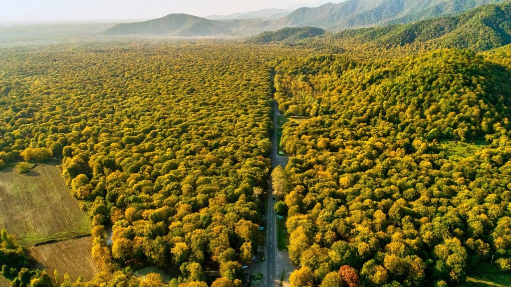 Aerial drone view of a forested landscape with a road winding through autumn trees on mountain terrain.