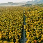 Aerial drone view of a forested landscape with a road winding through autumn trees on mountain terrain.